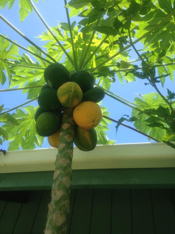 Aroa Kainga Bungalows And Apartment Rarotonga Exterior foto